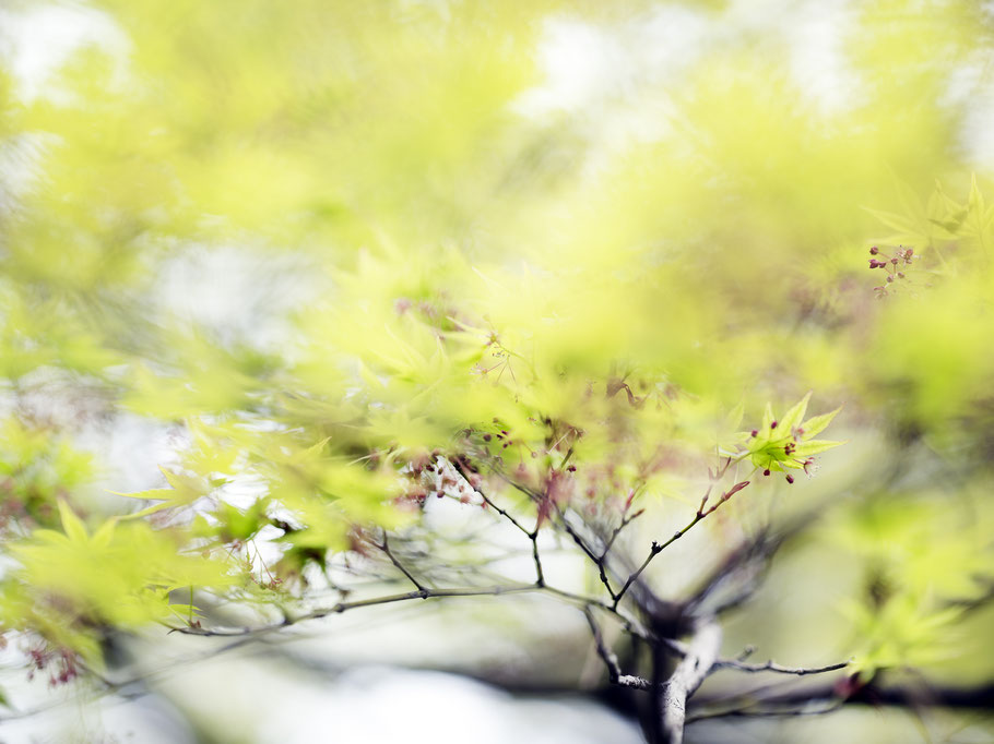 Naturaufnahme Tokyo, Japan als Farbphoto