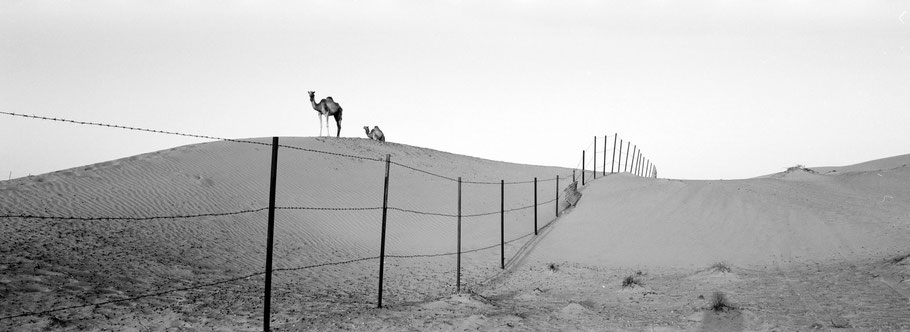 Panoramaaufnahme von Kamelen in den Dünen der Wüste Hatta Dune bei Dubai als Schwarzweißfoto