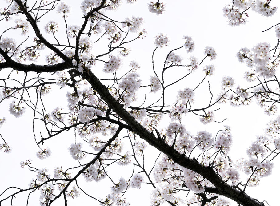 Sakura Kirschblüten in Kanazawa, Japan, als Farbphoto