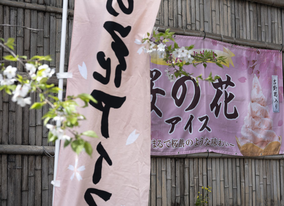 O-Hanami und Kirschblüten im Ueno Koen Park, Tokyo , als Farbphoto