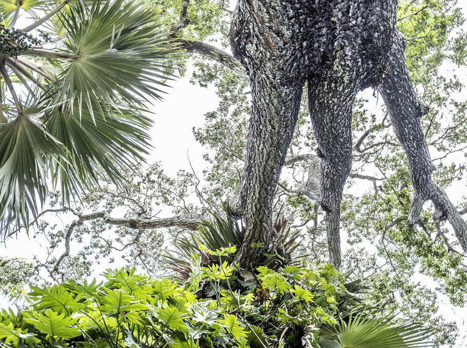 Botanic Garden Pampelmousses auf Mauritius als Farbphoto