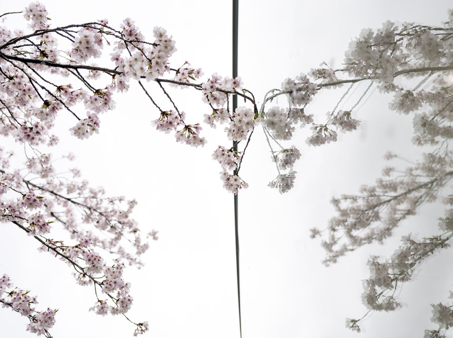 O-Hanami und Kirschblüten in Kanazawa, Japan, als Farbphoto