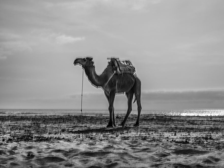 Kamel am Strand von Siri Kaouki in Marokko als Schwarzweißphoto