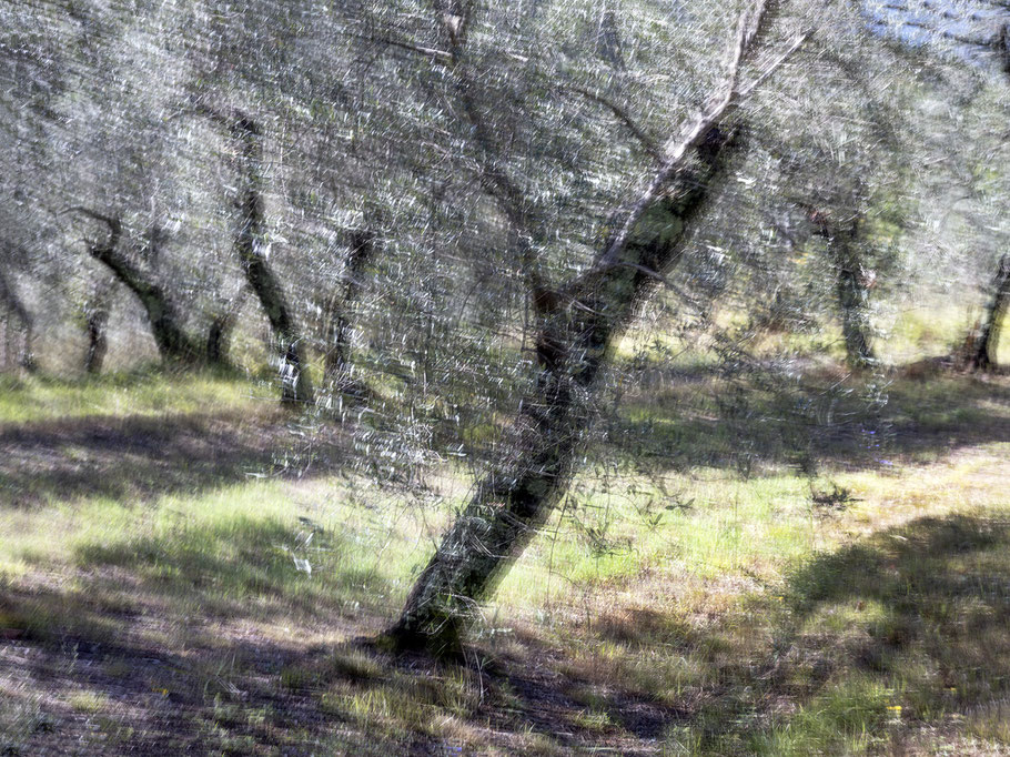 Künstlerisches Farbphoto von Olivenbäumen bei Carrara in Italien