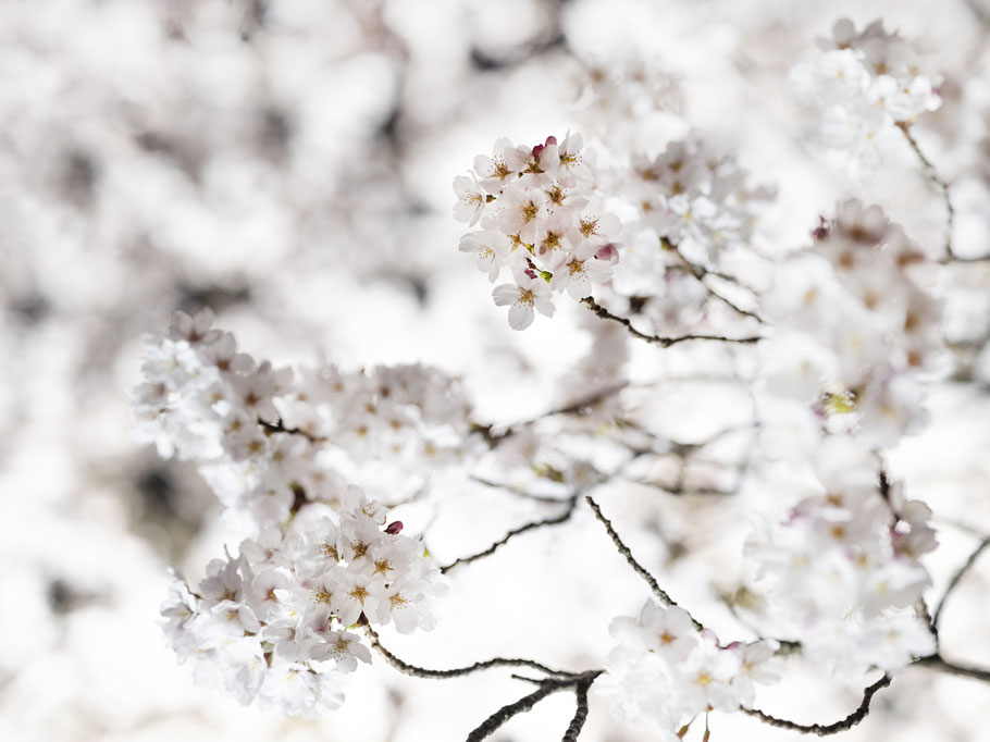 O-Hanami und Kirschblüten in Kanazawa, Japan, als Farbphoto