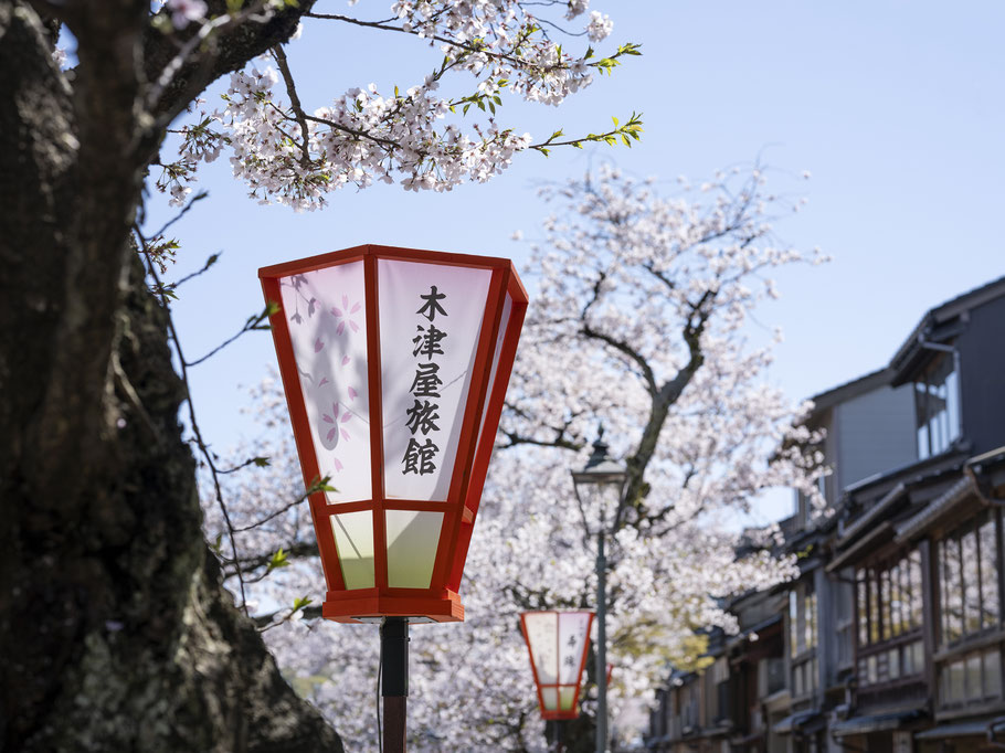 O-Hanami und Kirschblüten in Kanazawa, Japan, als Farbphoto
