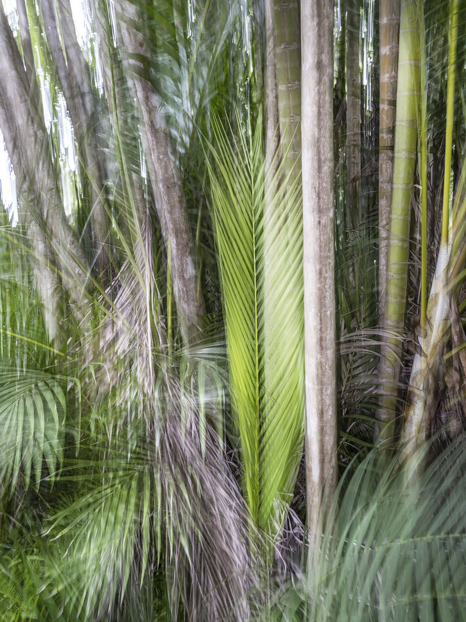 Botanic Garden Pampelmousses auf Mauritius Palmen als Farbphoto