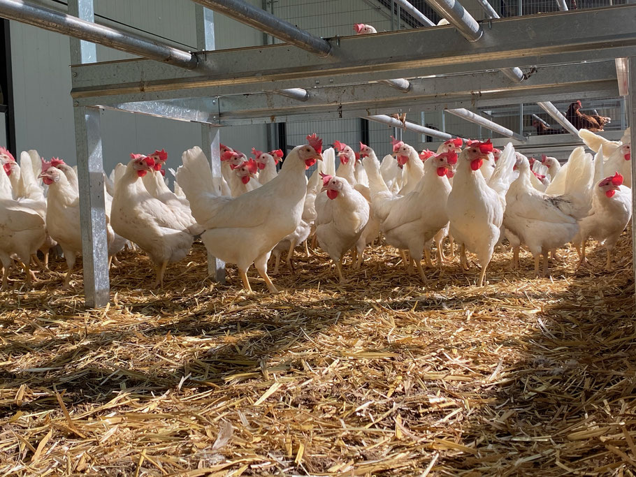 Unsere Hühner in Ihrem Aussenklimabereich AKB