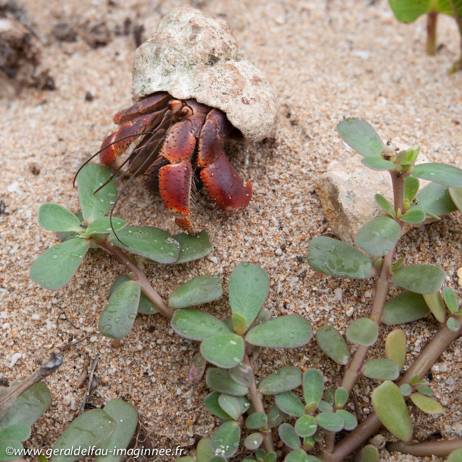 Bernard-L'hermite (Conoenobita clypeatus) espèce des Antilles