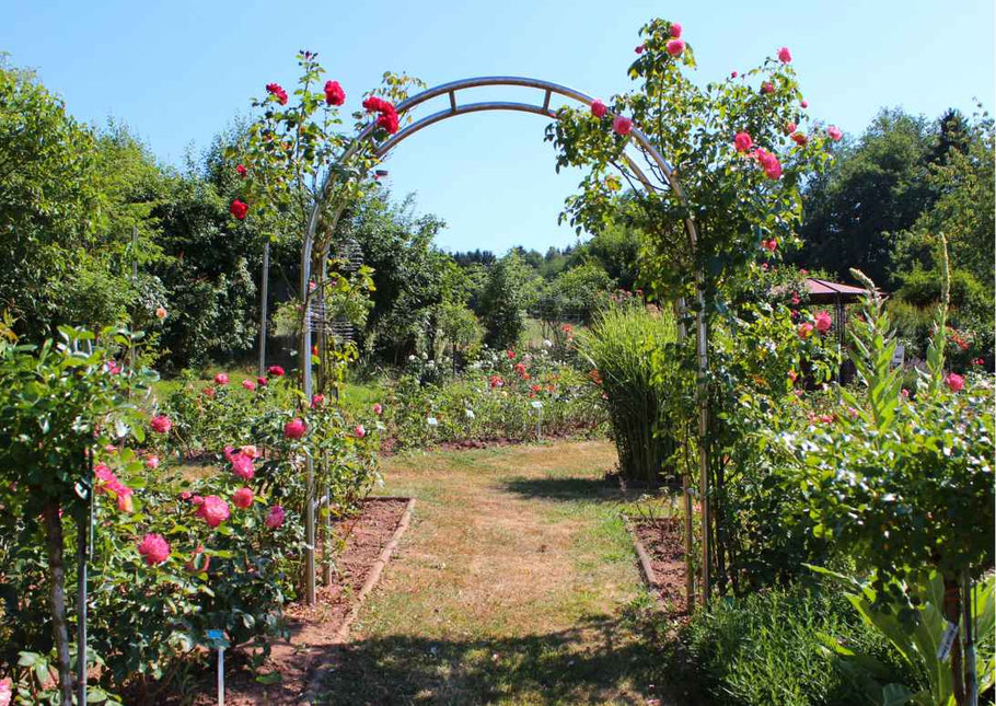 Ein silberner Rosenbogen aus Metall überspannt einen Rasenweg im Rosengarten Welschbach, bewachsen mit rosa und roten Kletterrosen 