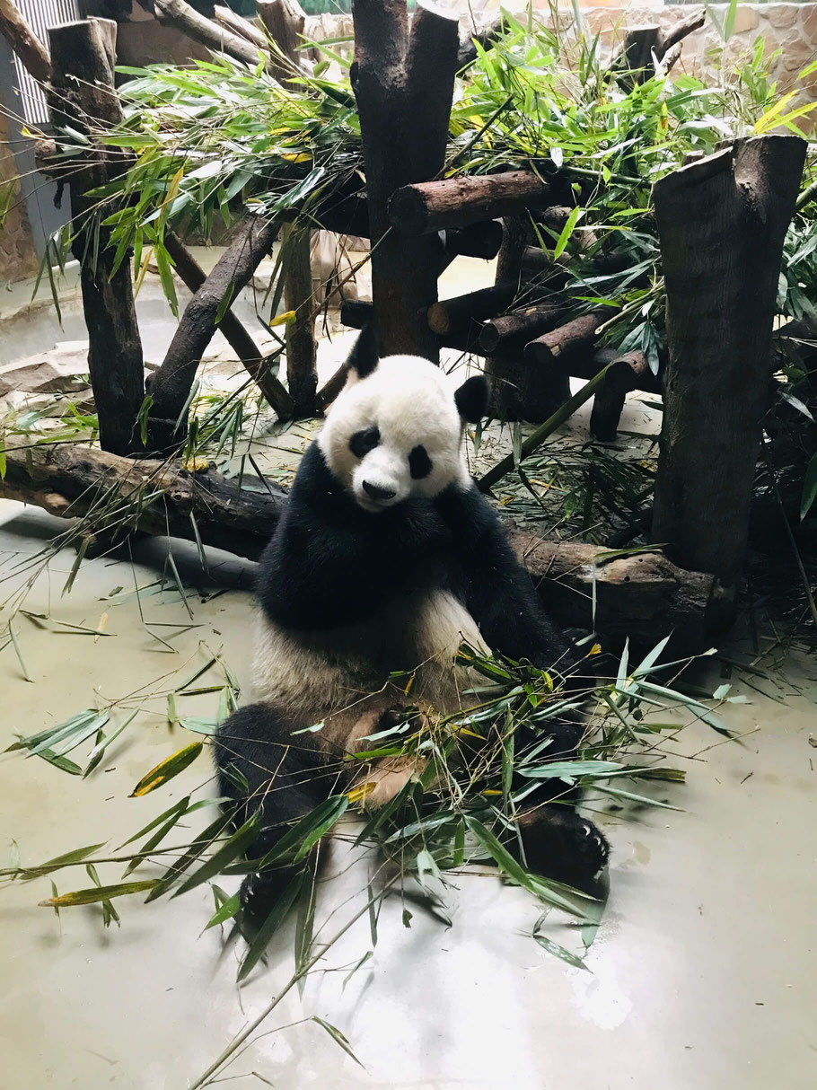 backpacking-china-chengdu-panda-park-pandas-essen-suess