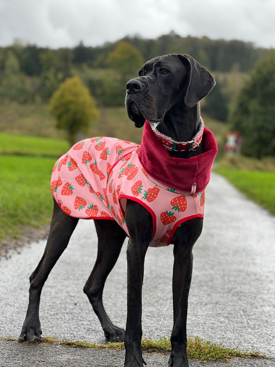 hangefertigter Regenmantel Aqua Protect, Erdbeer-Design für Deutsche Dogge maßgeschneidert von Bijou Chien