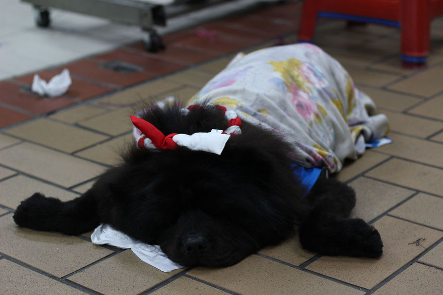 台湾 犬