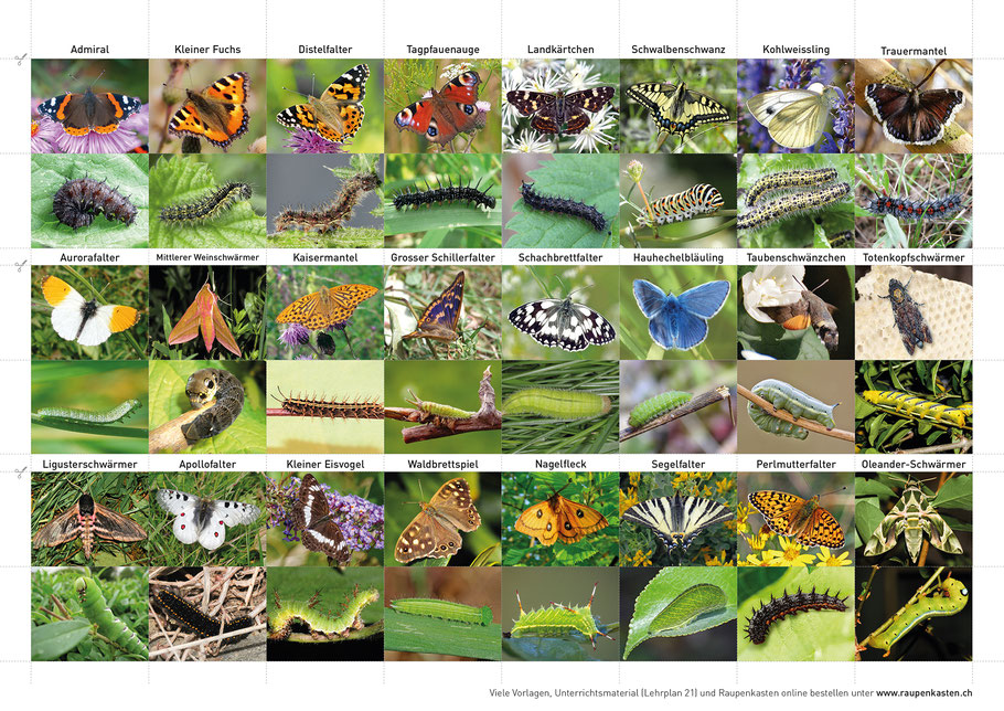 Übersicht Schmetterlinge und Raupen der Schweiz