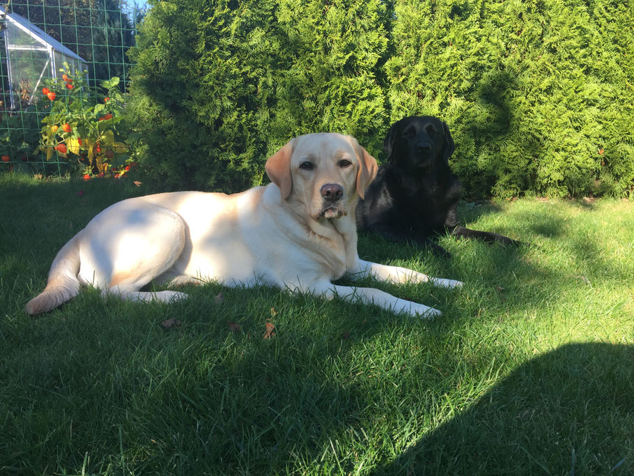 Zucht von Labrador Labrador Retriever Kennel "Pure Joy of Life"