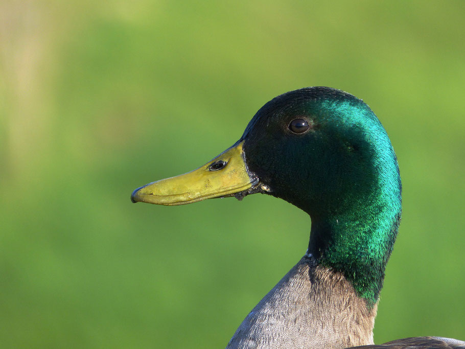 Heute am 15.4. Er war einfach zu zutraulich und der Eisvogel noch nicht da...