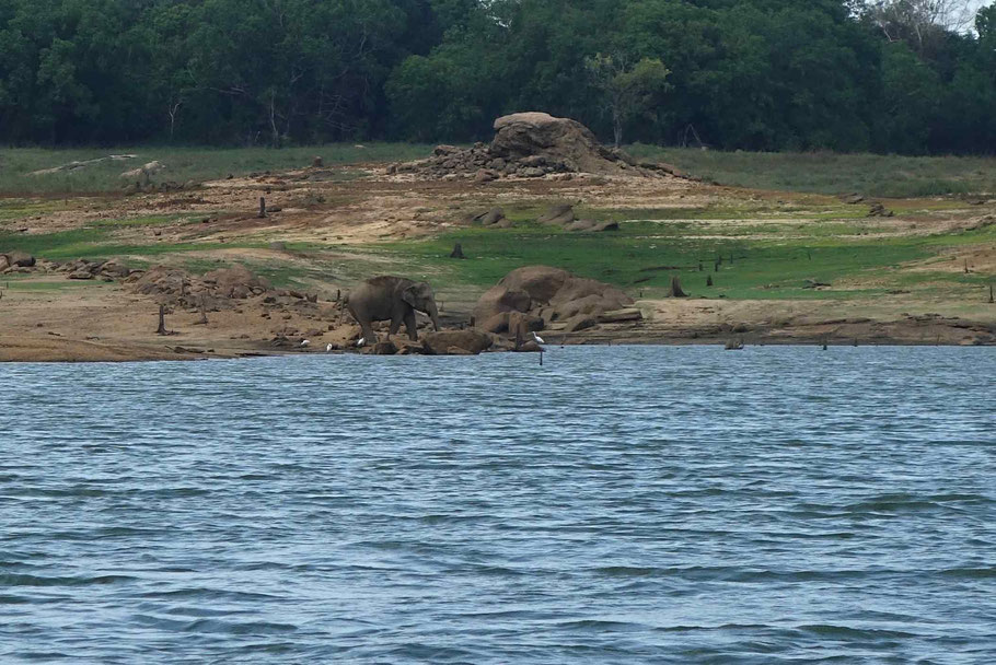 Eléphant dans le parc de Gal Oya, retenue d'eau de Senanayaka Samudra à Inginiyagala 