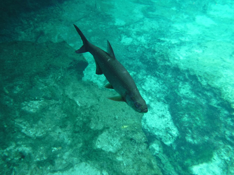 Mexique : Tarpon de l'Atlantique dans le Casa Cenote, Tulum