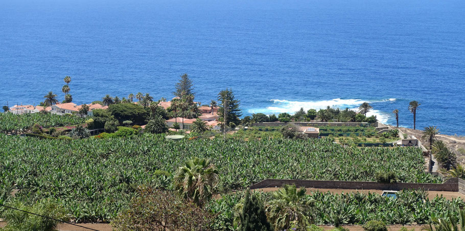 Canaries, Tenerife : Bananeraie près de la Rambla de Castro
