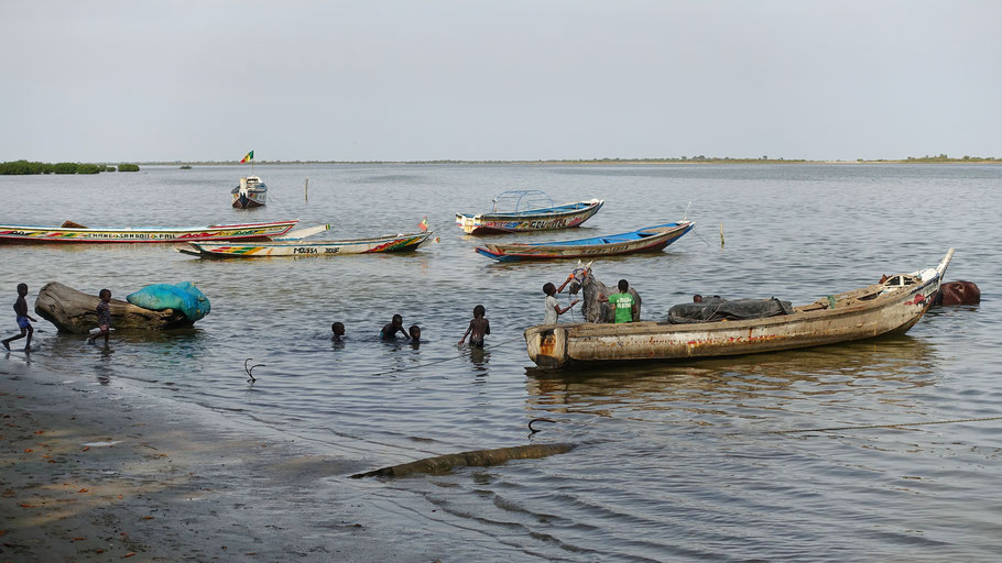 Sénégal, Sine Saloum : bain des chevaux... et des enfants en fin de journée dans la lagune devant l'écolodge de Simal