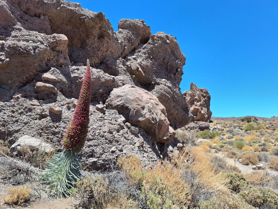 Canaries, Tenerife : Vipérine rouge du Teide, fleur pouvant atteindre 3 m de haut