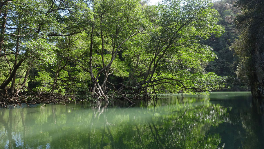 République Dominicaine, péninsule de Samana : racines de la mangrove dans le parc de los Haïtises