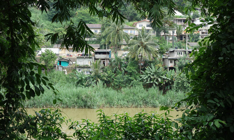 Kandy : le long du Peradeniya Botanical Garden