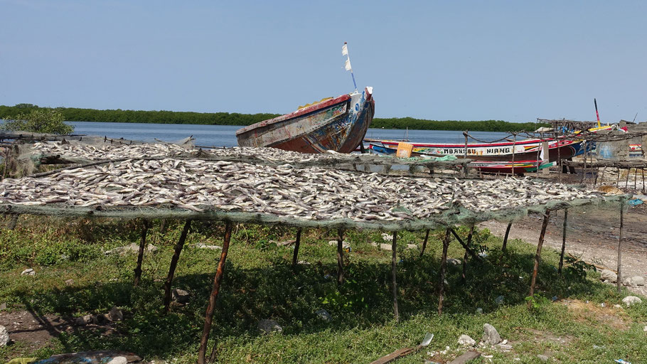 Sénégal, Sine Saloum : séchage du poisson à Falia