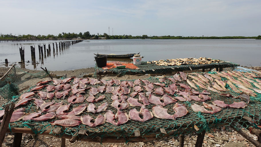 Sénégal : séchage du poisson à Fadiouth