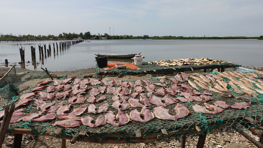 Sénégal : séchage du poisson à Fadiouth
