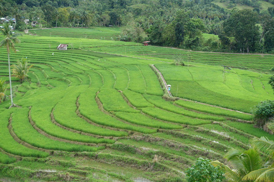 Cadapdapan Rice Terraces
