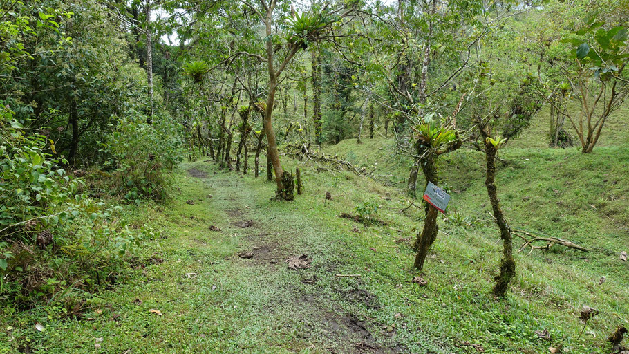 Costa Rica, Mirador El Silencio Hike : le parc permet d'apprécier des paysages très variés, forêt primaire (jungle) et forêt secondaire, plus jeune, ainsi que champs herbeux