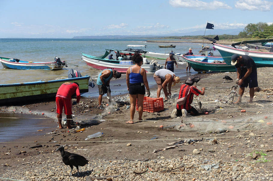 Costa RIca : arrivée des pêcheurs à Tarcoles