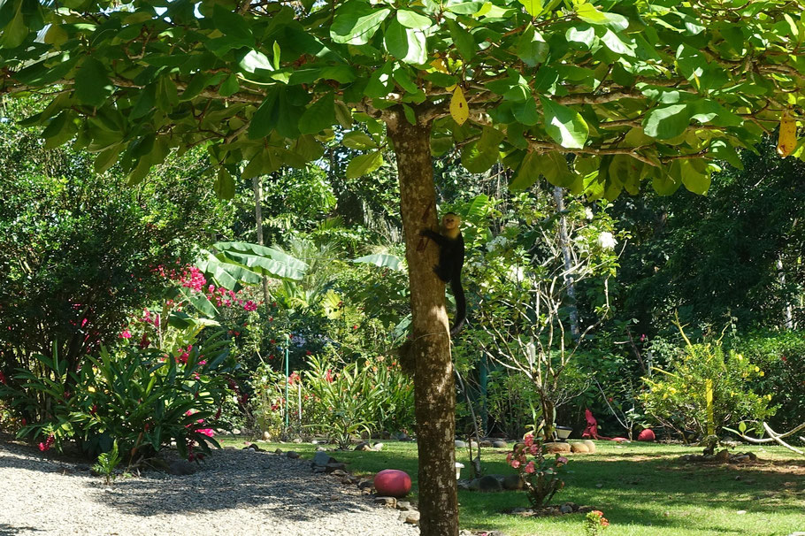 Costa Rica, Playa Matapalo : singe capucin à tête blanche dans le jardin de la maison voisine de Casa Aba