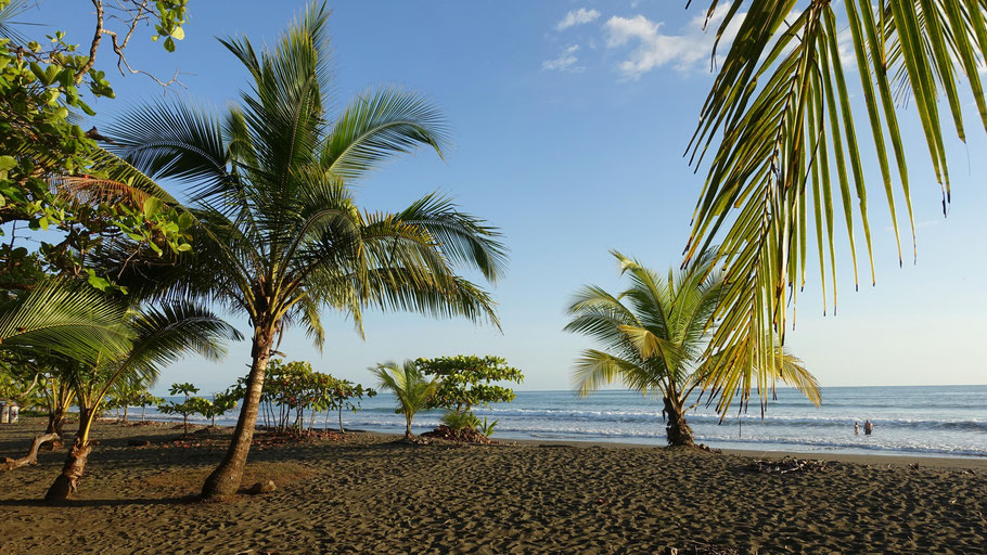 Costa Rica : la plage de Matapalo et ses palmiers