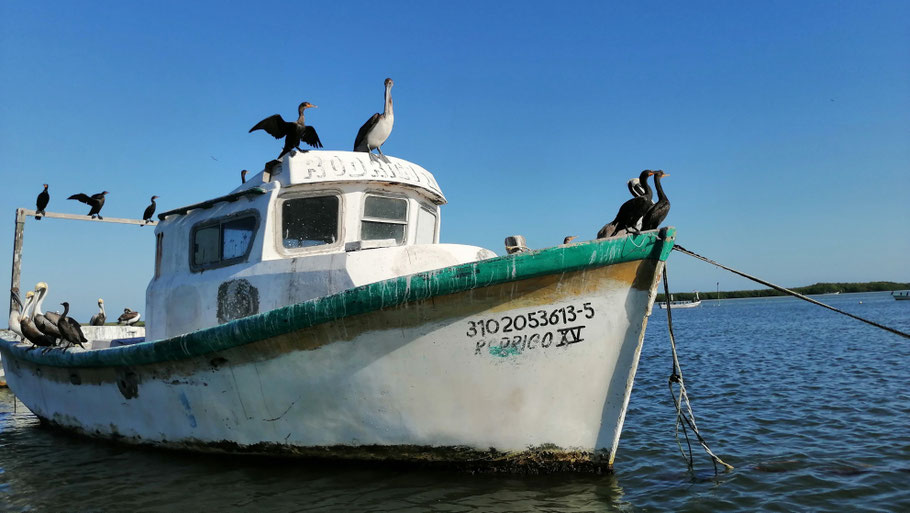 Mexique, Yucatan : lagune de Rio Lagartos
