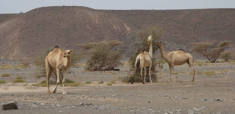 Oman, dromadaires