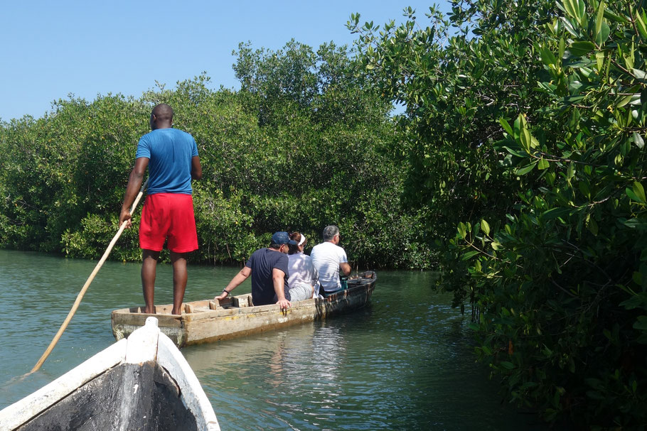 Colombie, La Boquilla, balade dans la mangrove avec Ecotours