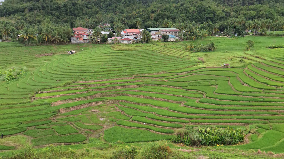 Paysage de rizières près de Cadapdapan