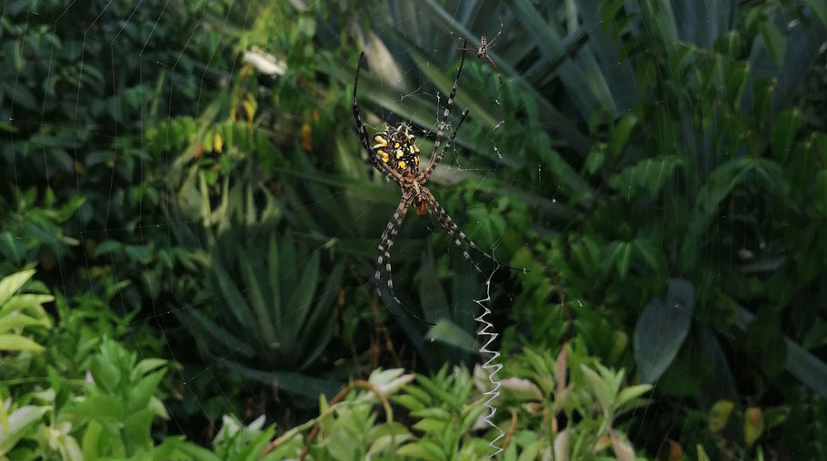 Rencontre près de notre bungalow avec cette belle araignée appelée Argiope du Sénégal