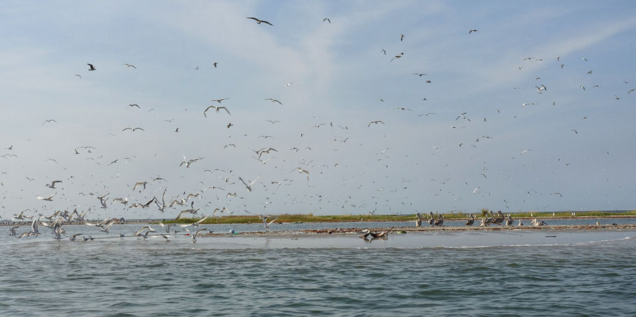 Sénégal, Sine Saloum : banc de sable aux oiseaux dans le delta du Saloum près de Djiffer