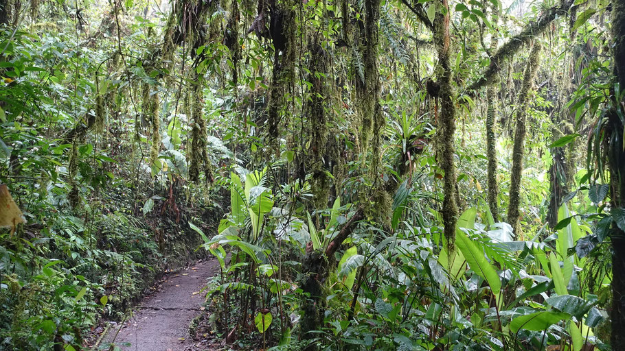 Costa Rica : Reserva Bosque Nuboso 