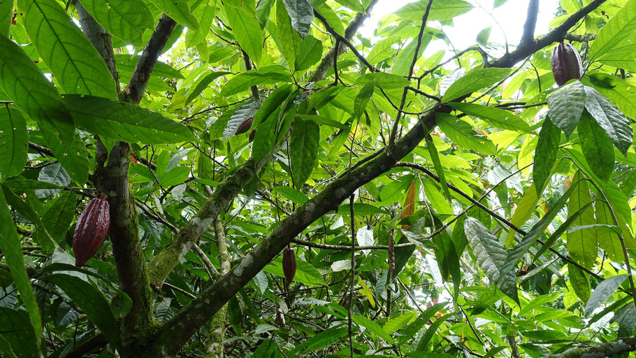 Costa Rica, La Fortuna : cacaoyer dans la ferme Don Olivo