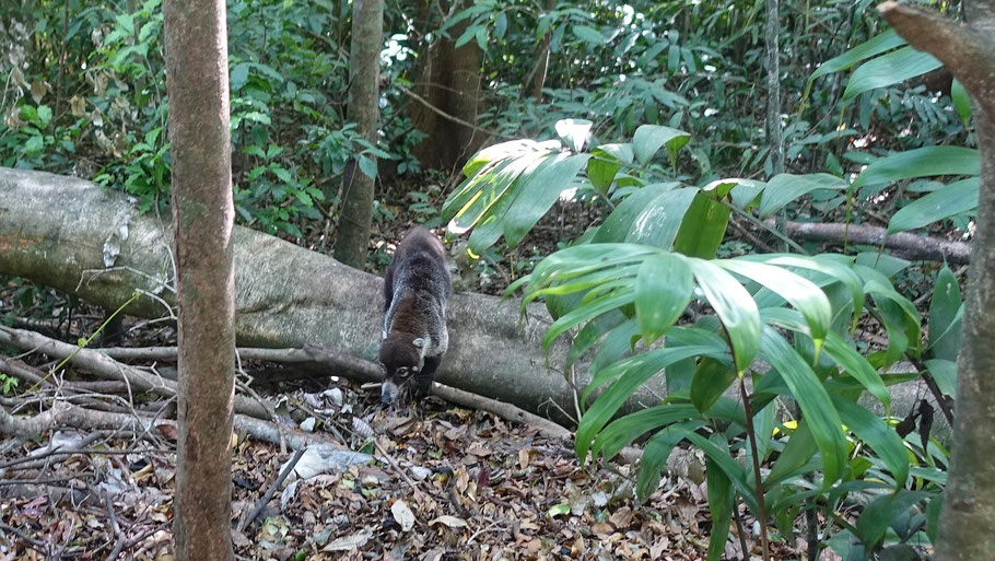 Costa Rica : coati à la recherche de nourriture près de la Casa de la Montaña