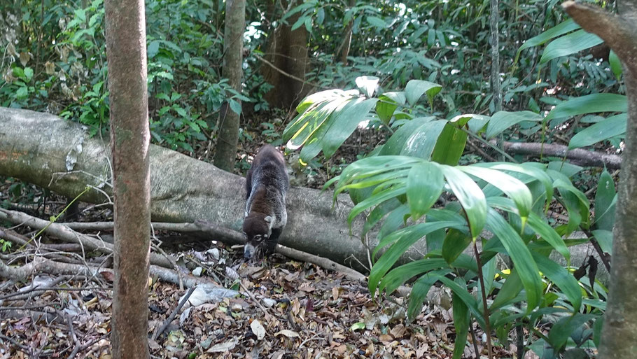 Costa Rica : coati à la recherche de nourriture près de la Casa de la Montaña
