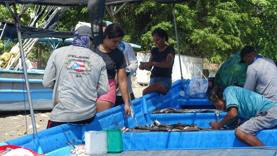 Costa RIca : vidage des poissons dans une barque (port de Tarcoles)