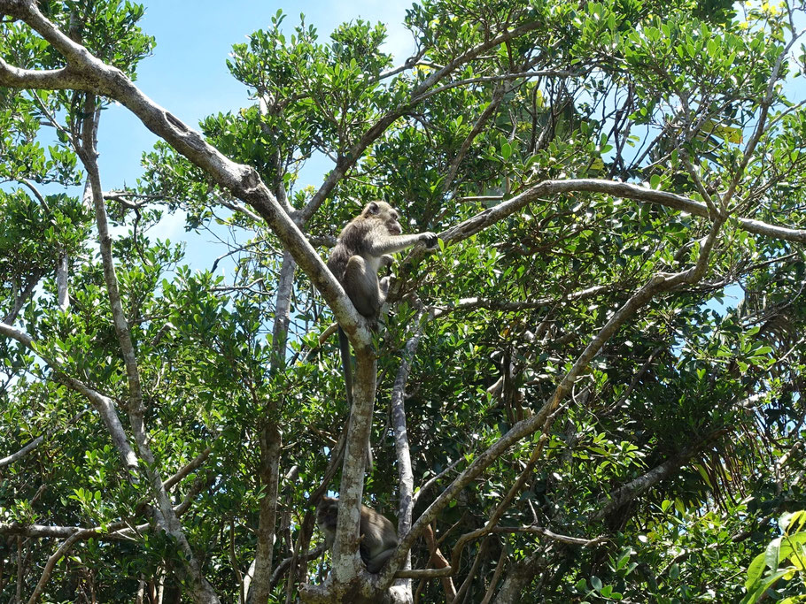 Ile Maurice : singes aux alentours du parking du parc national des gorges de Rivière Noire
