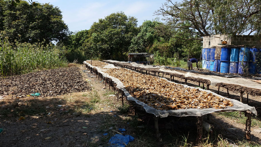 Sénégal, Sine Saloum : séchage du poisson dans le delta du Saloum