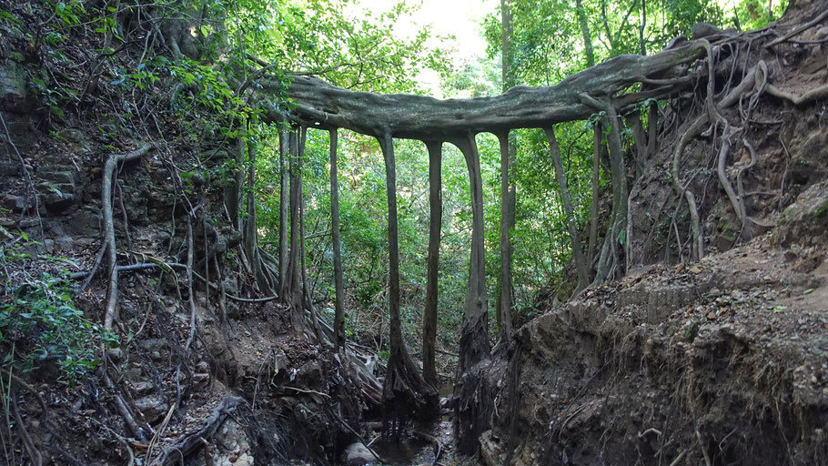 Costa Rica : le Ficus bridge, situé à environ 1 km à pied de la Casa de la Montaña