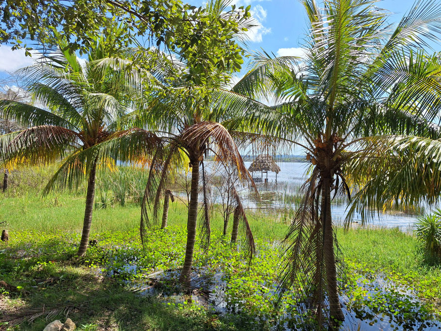 Guatemala : rives du lac Petén Itzá à El Remate